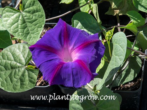 Grandpa Ott Morning Glory (Ipomoea) is an heirloom Morning Glory with intense violet-blue flowers having a pinkish throat and veining,
